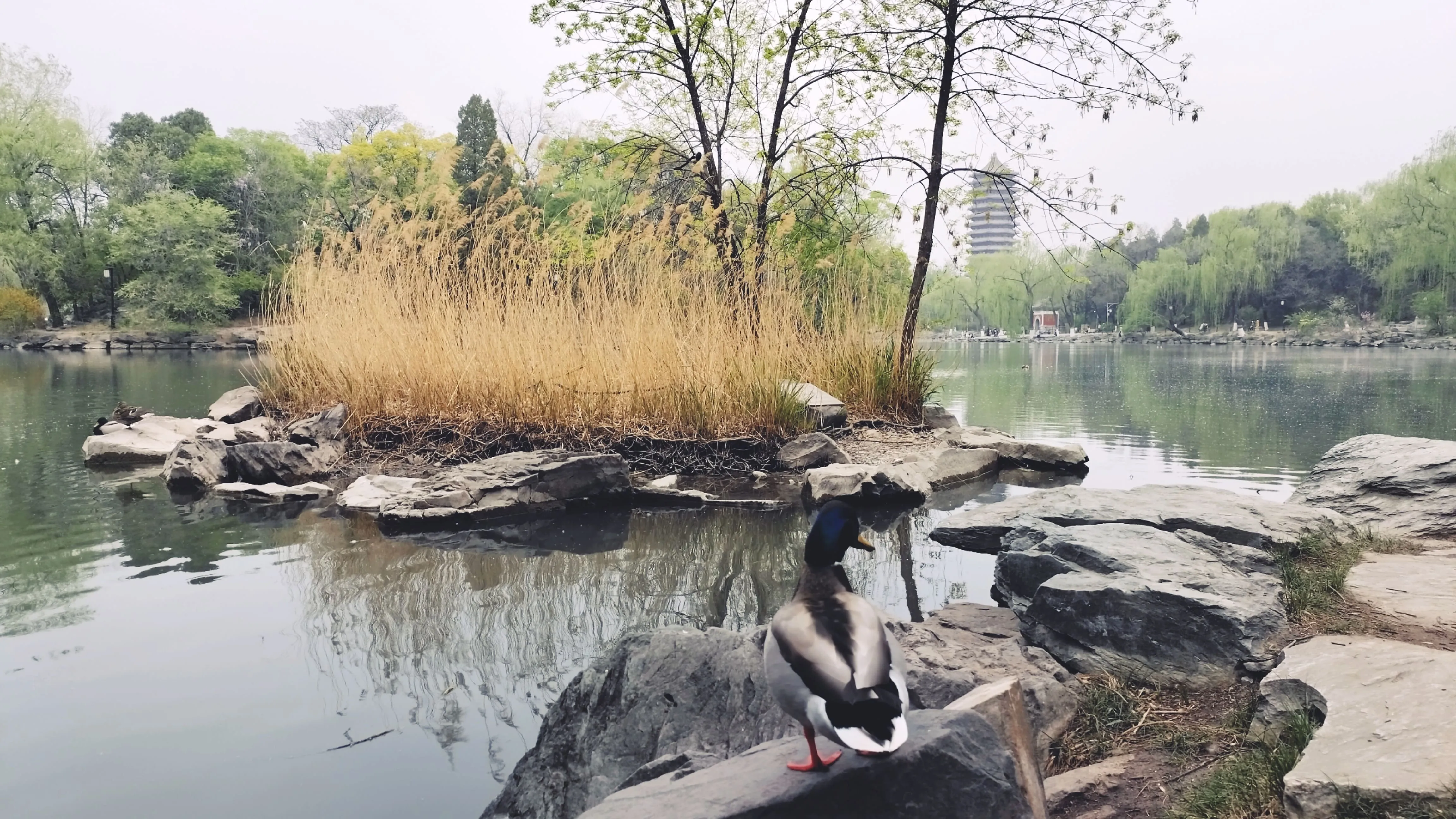 未名湖